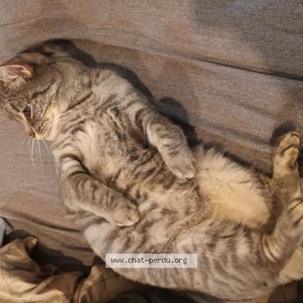 Foto 1/1 Oslo Chat perdido en Leeuw saint pierre