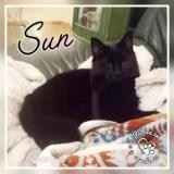 Foto del gato perdido en Kerien