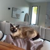 Foto del gato perdido en Laverune