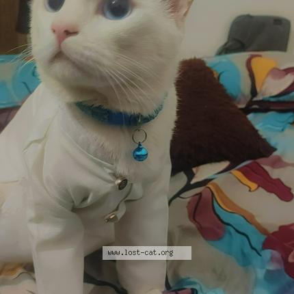 Foto 1/1 Mochi Khan Chat perdido en Bengaluru urban