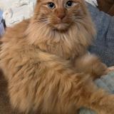 Foto del gato perdido en Bourg En Bresse