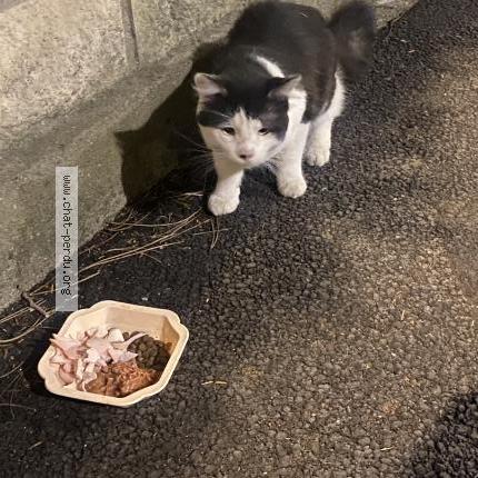 Foto 1/1 Gato encontrado Encontrado en Nanterre