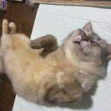 Foto de gato encontrado en Singapore