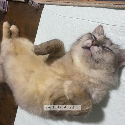 Foto 1/1 Gato encontrado Encontrado en Singapore