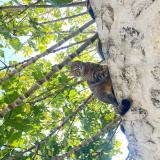 Foto del gato perdido en La Garde Adhemar