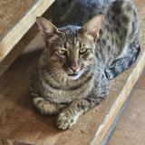 Foto del gato perdido en Lussac