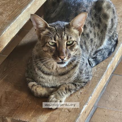 Foto 1/1 SURICATE Chat perdido en Lussac