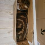 Foto del gato perdido en Fontcouverte