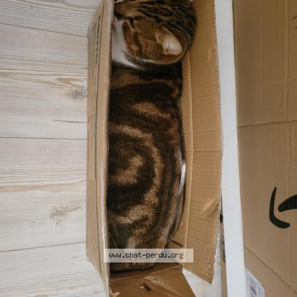 Foto 1/1 Yoshi Chat perdido en Fontcouverte