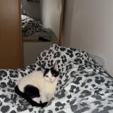 Foto del gato perdido en Marseille