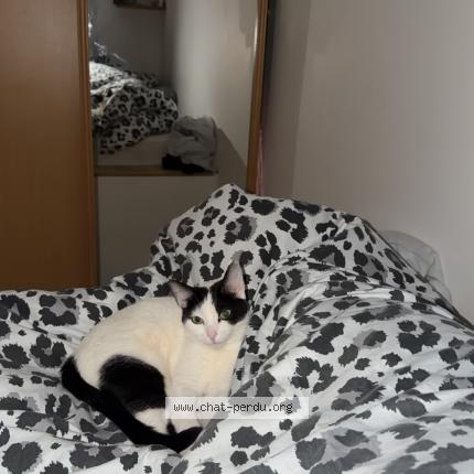 Foto 1/1 Yuki Chat perdido en Marseille