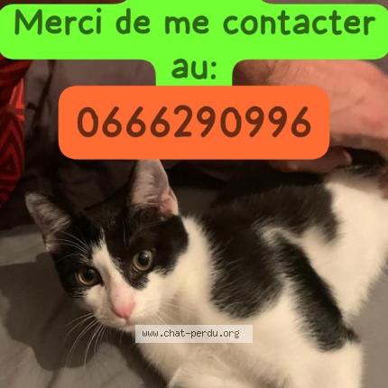 Foto 1/1 Oreo Chat perdido en Confluence