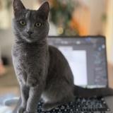 Foto del gato perdido en Lutry Chatelard Corniche