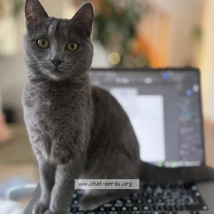 Foto 1/1 Baya Chat perdido en Lutry chatelard corniche