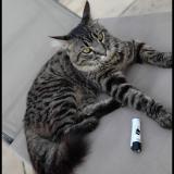 Foto del gato perdido en Aubagne