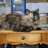 Foto del gato perdido en Saint Etienne Du Bois