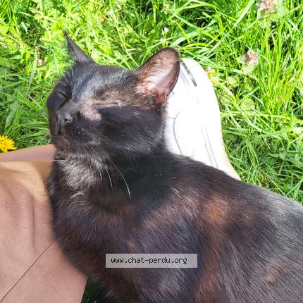 Foto 1/1 Chibi Chat perdido en Labastide du temple