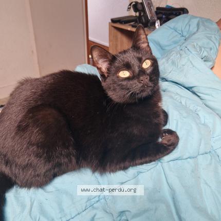 Foto 1/1 Zeleph Chat perdido en Le bas pont scorff