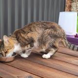 Foto de gato encontrado en Saint Leger Les Vignes