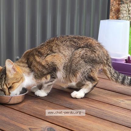Foto 1/1 Gato encontrado Encontrado en Saint leger les vignes
