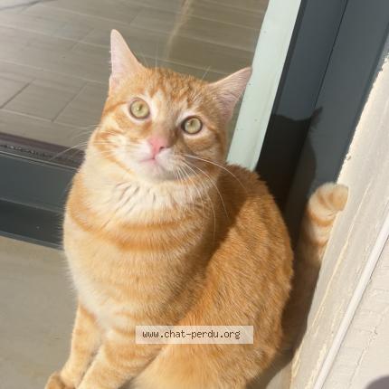 Foto 1/1 Mimi Chat perdido en Salleles d aude