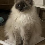 Foto del gato perdido en Nanterre