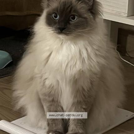 Foto 1/1 PLUME Chat perdido en Nanterre