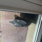 Foto de gato encontrado en Bignon Du Maine