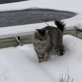 Foto del gato perdido en Maubranche