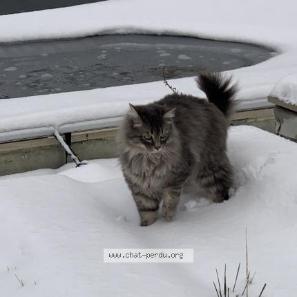 Foto 1/1 Wilo Chat perdido en Maubranche