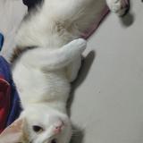 Foto del gato perdido en Le Havre