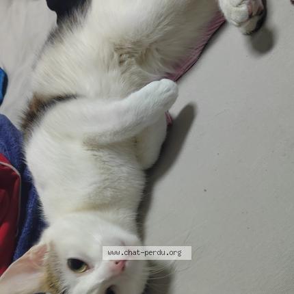 Foto 1/1 Mimine Chat perdido en Le havre