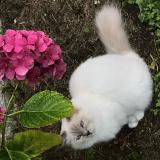 Foto del gato perdido en Moissac