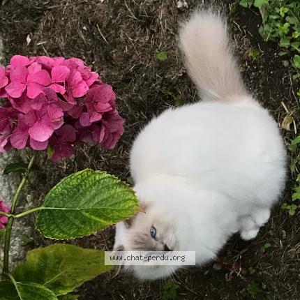 Foto 1/1 Robine Chat perdido en Moissac