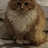 Foto de gato encontrado en Laval