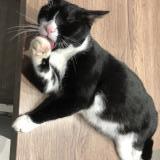 Foto de gato encontrado en Esvres