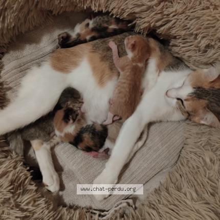 Foto 1/1 Zelda Chat perdido en Sevremont