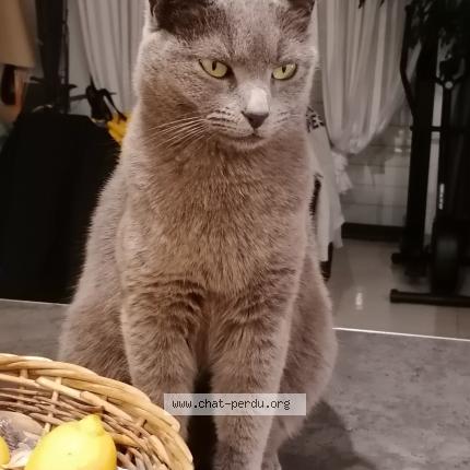 Foto 1/1 ISIS Chat perdido en 30330 tresques