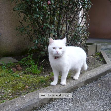 Foto 1/1 Rio Chat perdido en Quimper