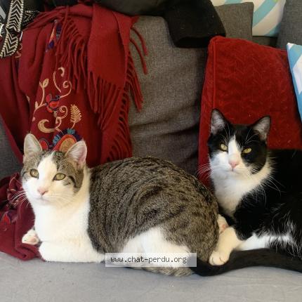 Foto 1/1 Mascotte Chat perdido en Nice