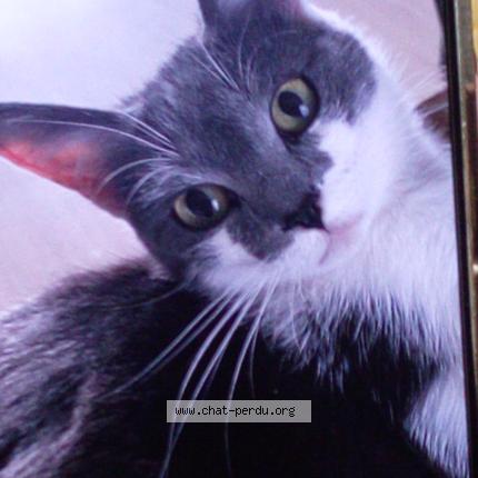 Foto 1/1 Sumo paquereau Chat perdido en Saint florent