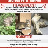 Foto del gato perdido en Tampon