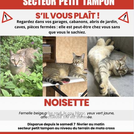 Foto 1/1 Noisette Chat perdido en Tampon