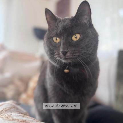 Foto 1/1 Lucky Chat perdido en St maurice valais