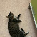 Foto de gato encontrado en Maurepas