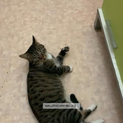 Foto 1/1 Gato encontrado Encontrado en Maurepas