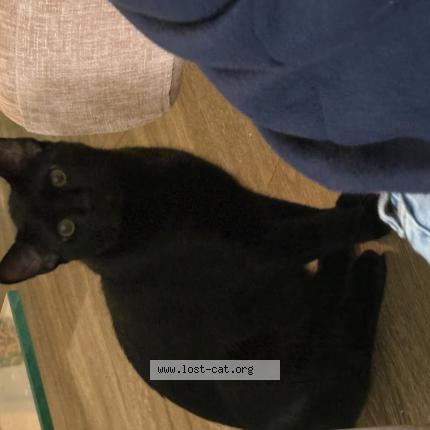 Foto 1/1 Binx Chat perdido en Garland