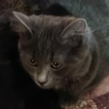 Foto del gato perdido en Bas En Basset