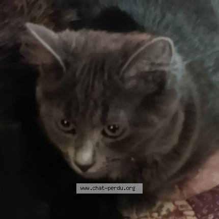 Foto 1/1 Boulette Chat perdido en Bas en basset