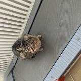 Foto de gato encontrado en Valentigney